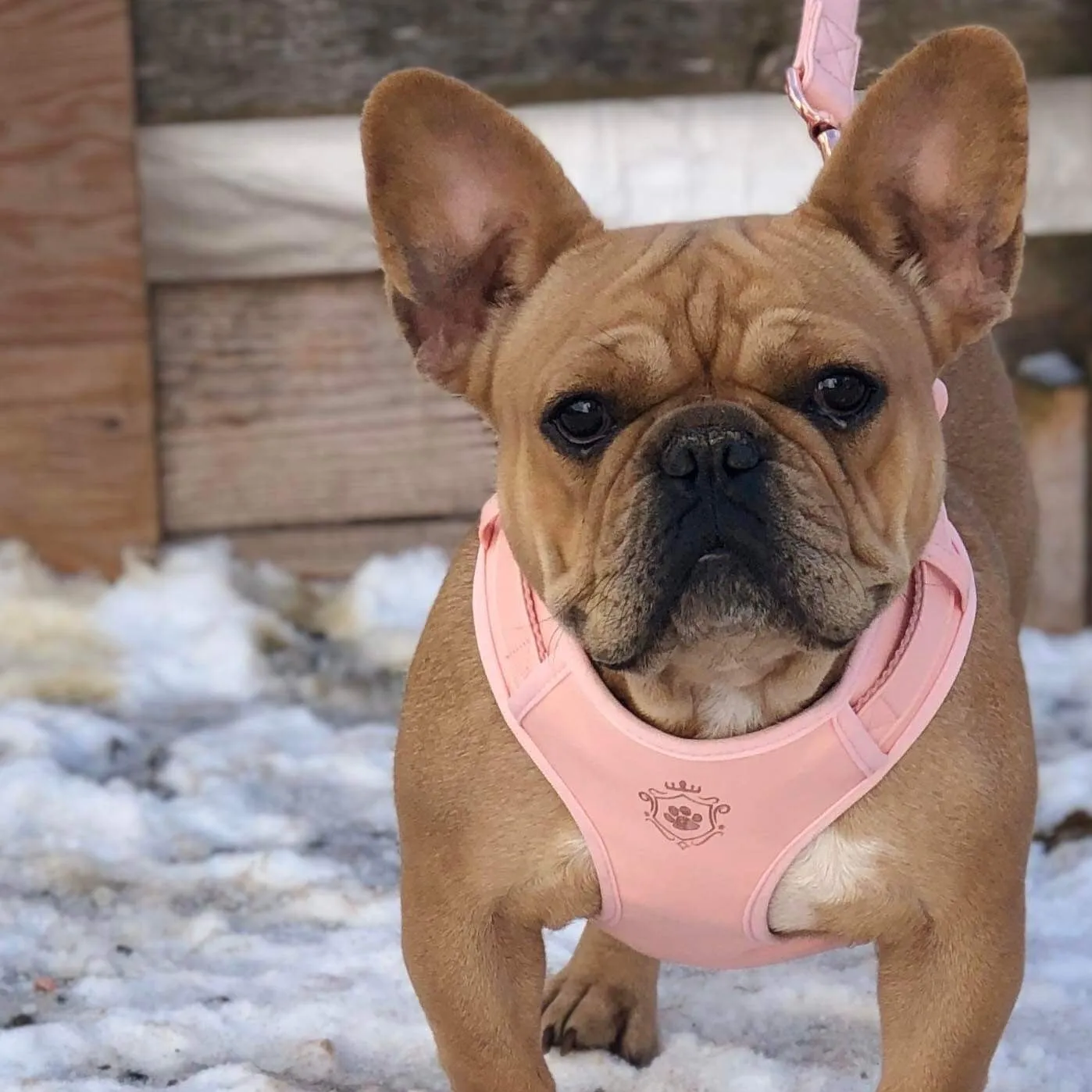 Candy Pink Harness