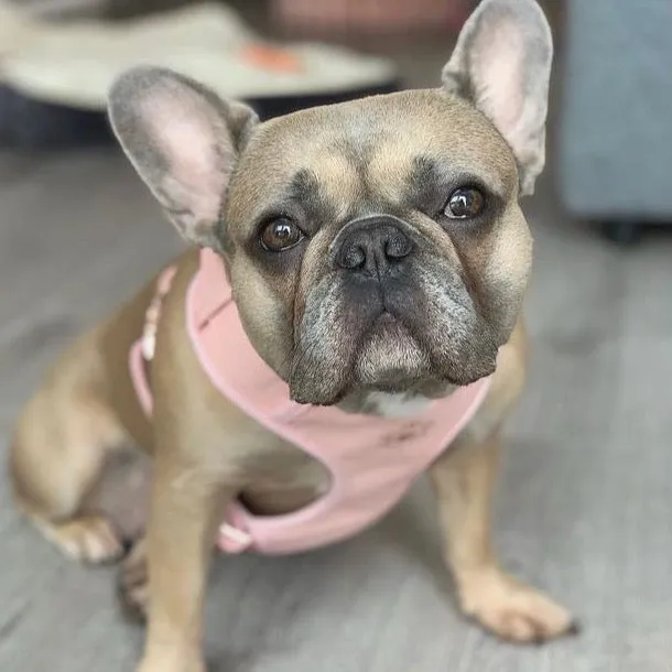 Candy Pink Harness